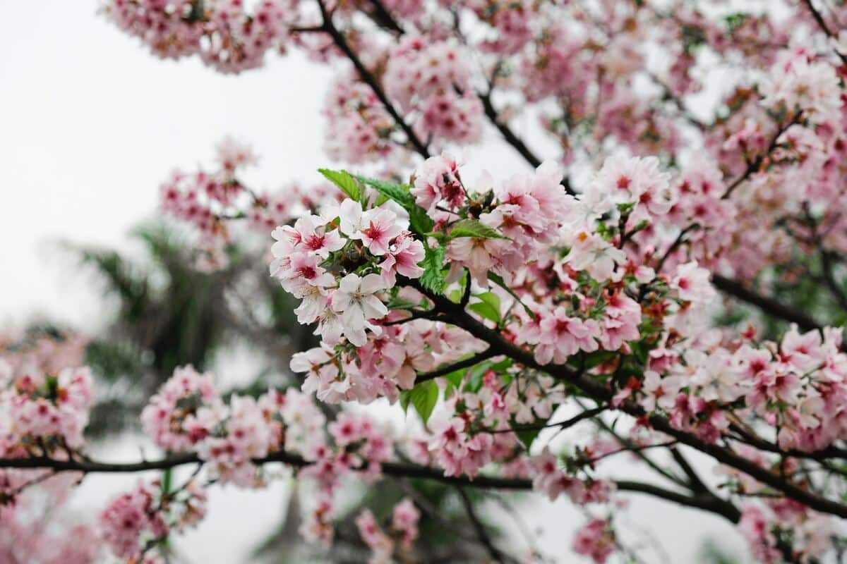 When to go to Taiwan?