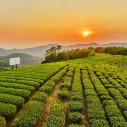 The West Coast 台灣西部