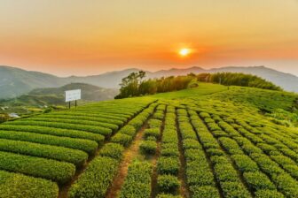 The West Coast 台灣西部