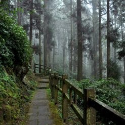 alishan-taiwan