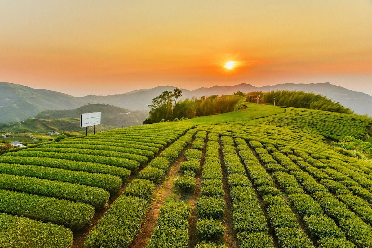 alishan-taiwan